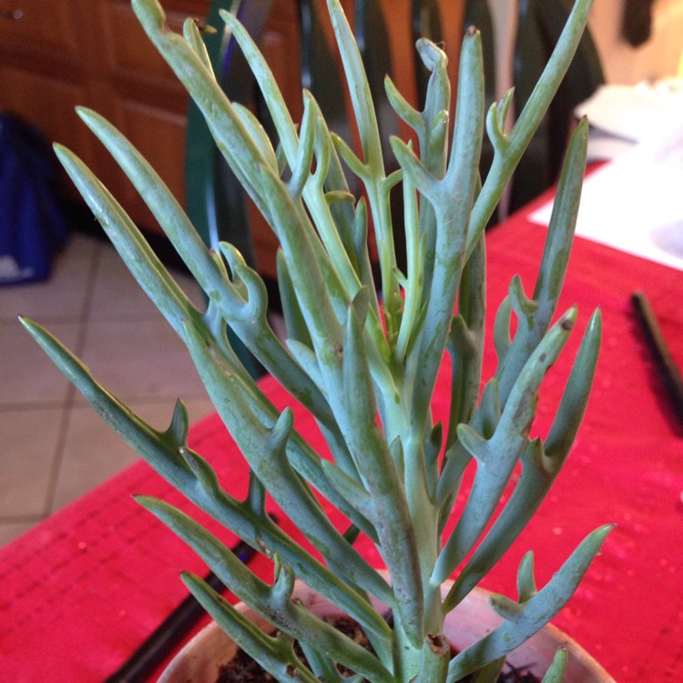 Plant image Senecio 'Elk Horns'