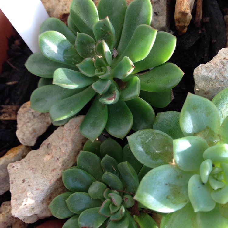 Plant image xSedeveria Darley Dale