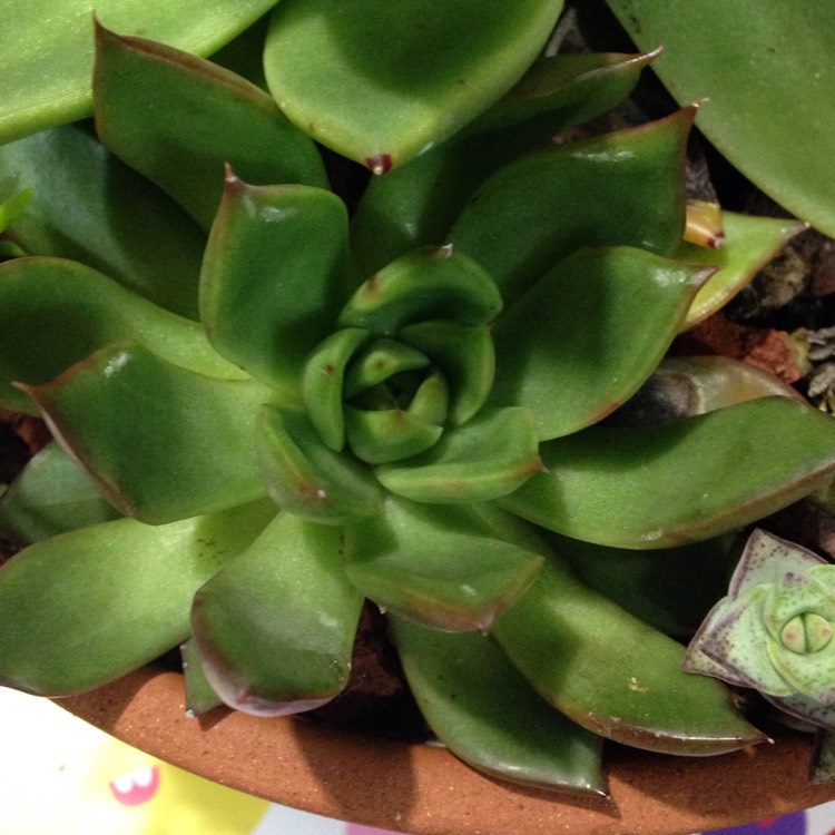 plant image 600711 plant image 600711
