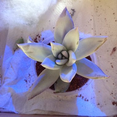 Echeveria Colorata