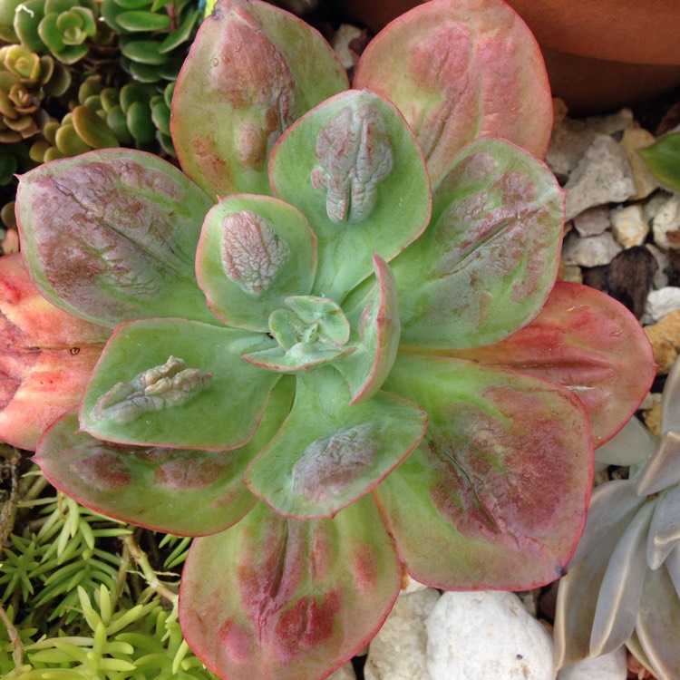 plant image 602222