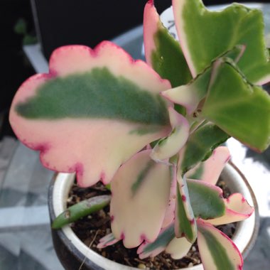 Kalanchoe fedtschenkoi 'Variegata'