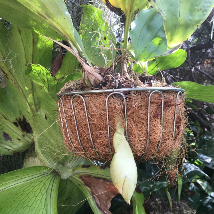 plant image 602841