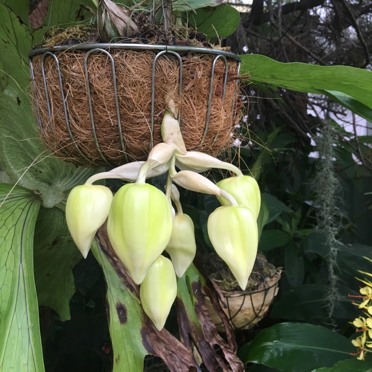 plant image 606064