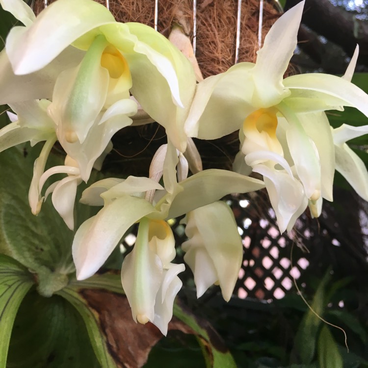 plant image 606302