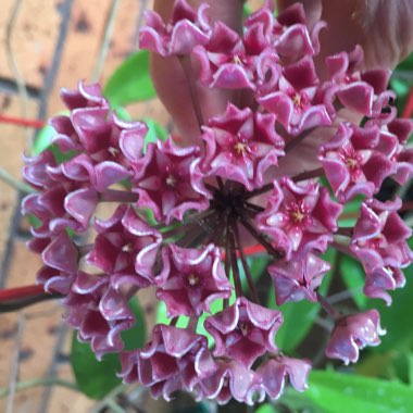 Hoya pubicalyx 'Pink Silver'