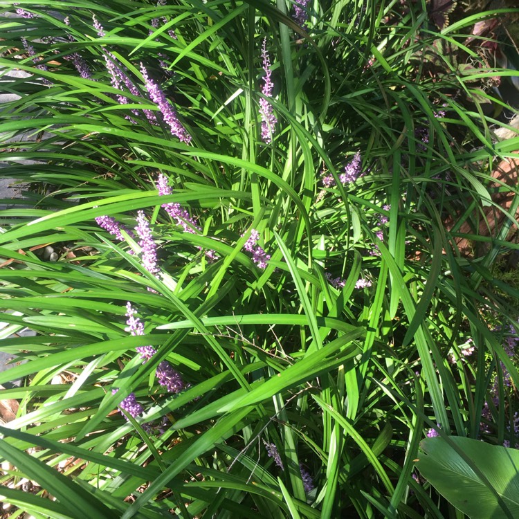 Plant image Liriope muscari 'Royal Purple'
