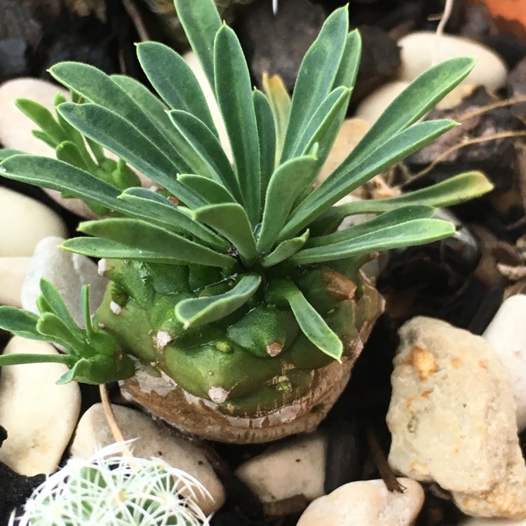 Plant image Euphorbia x japonica syn. Euphorbia cv. Cocklebur
