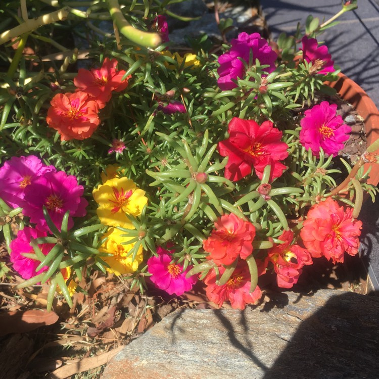 plant image 630523