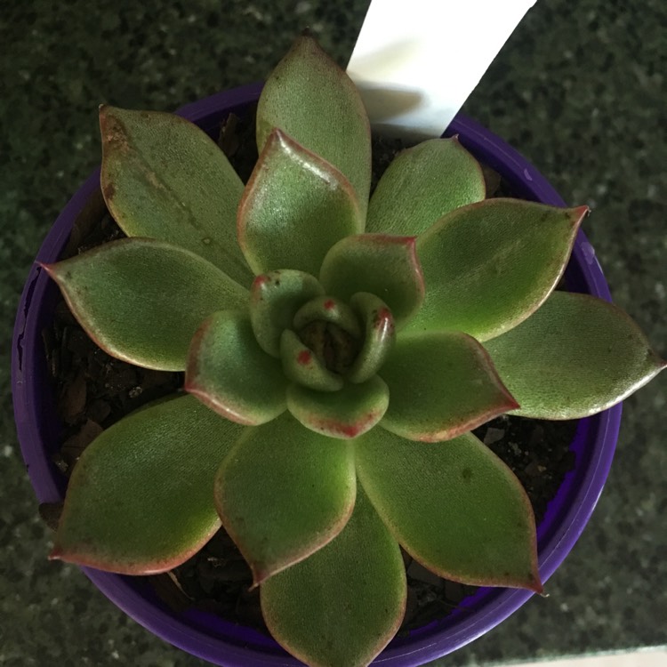 plant image 634376