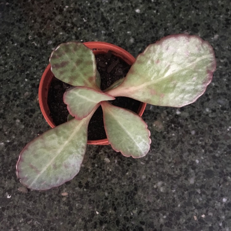 plant image 634380 plant image 634380