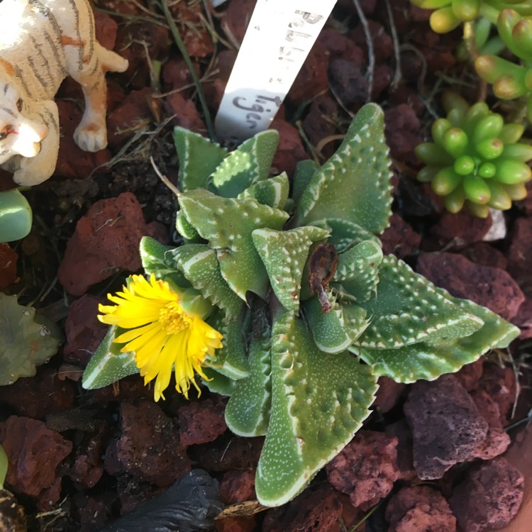 plant image 642850 plant image 642850