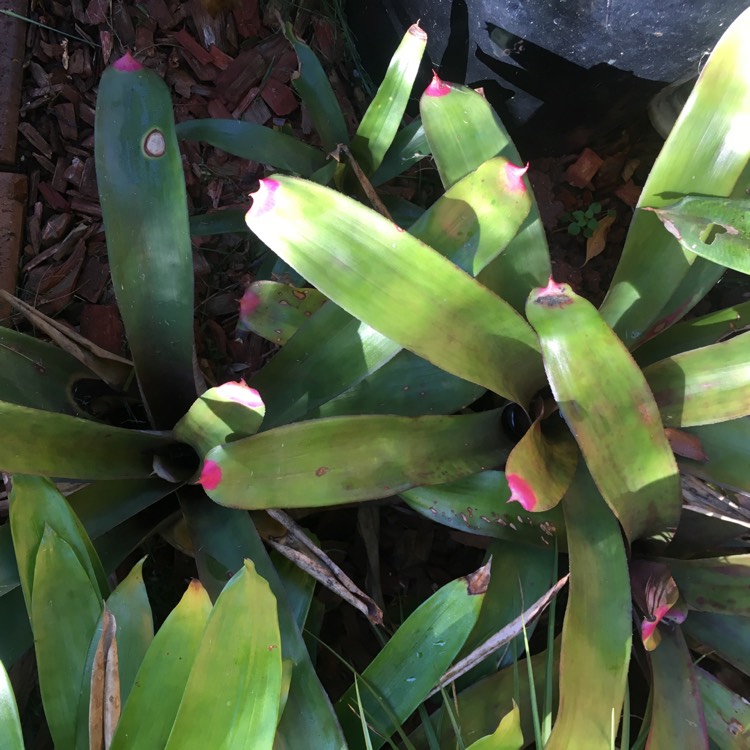 plant image 643853