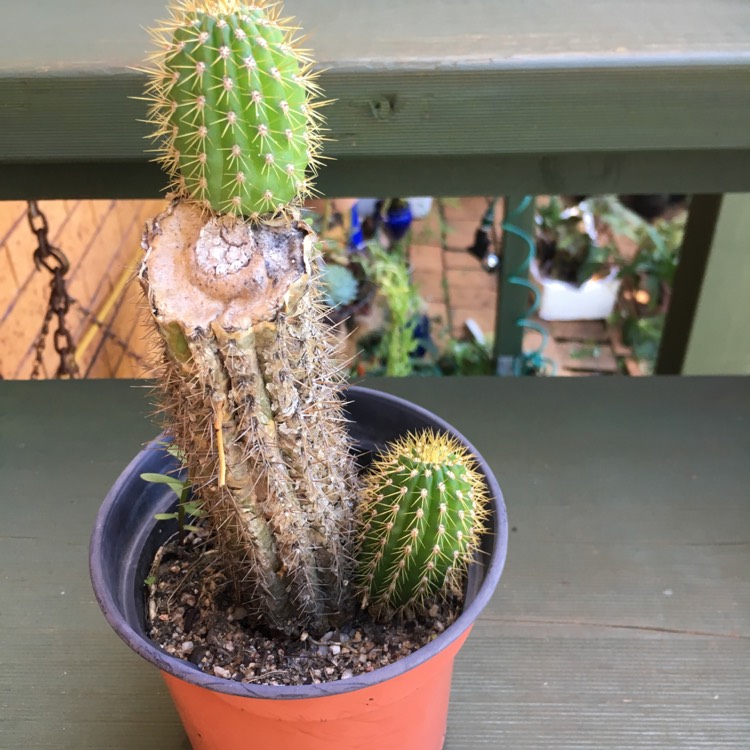 Plant image Trichocereus spachianus