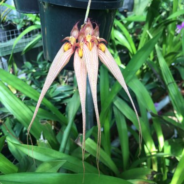 Bulbophyllum grandiflorum