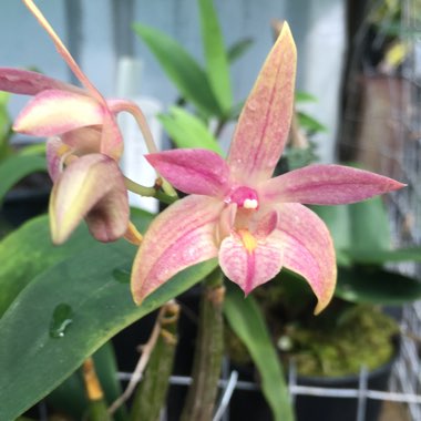 Dendrobium phalaenopsis 'Pastel Pink'