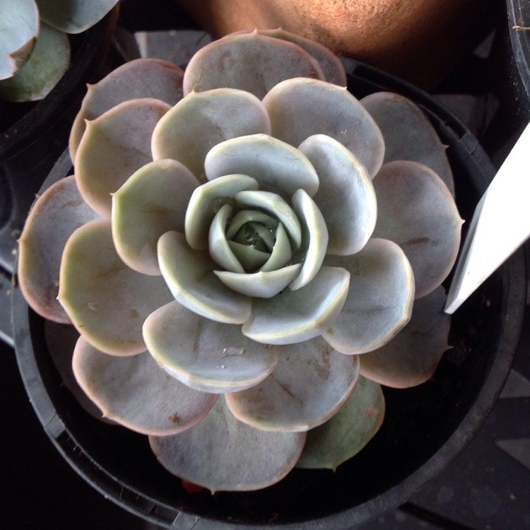 plant image 676069 plant image 676069