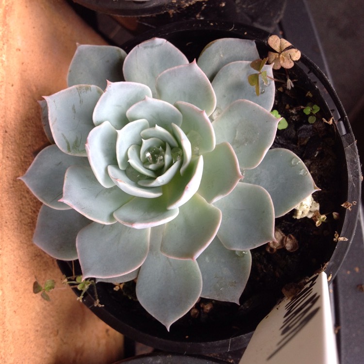 plant image 676074 plant image 676074