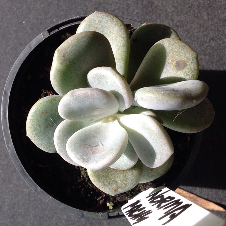 plant image 676102