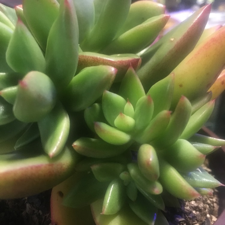 Plant image Echeveria Agavoides Red top