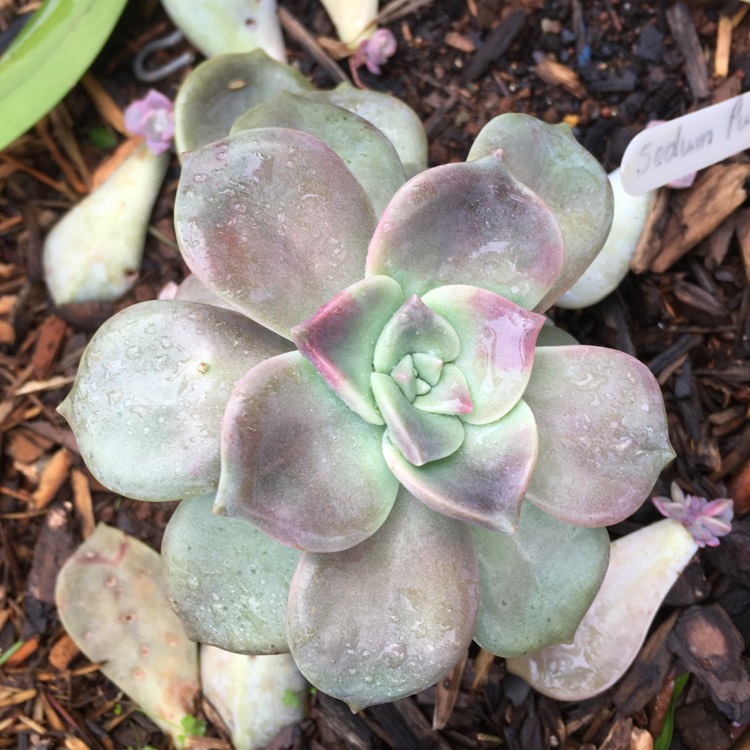 plant image 735247 plant image 735247