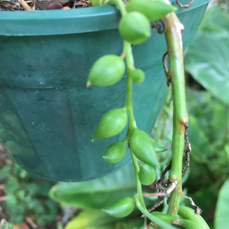 Plant image Senecio 'String Of Lanterns'
