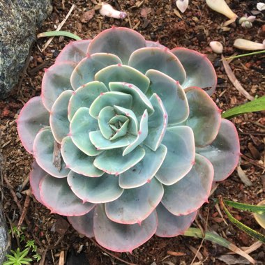Echeveria Imbricata