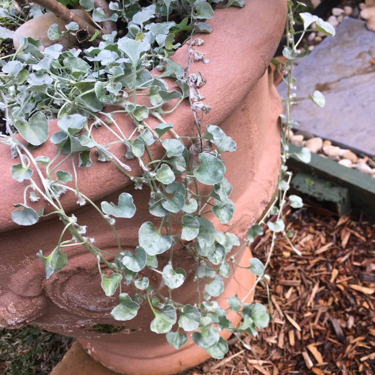 plant image 756678