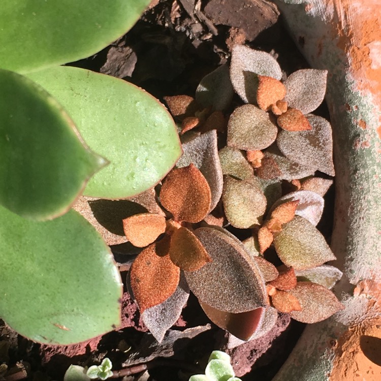 plant image 757860 plant image 757860