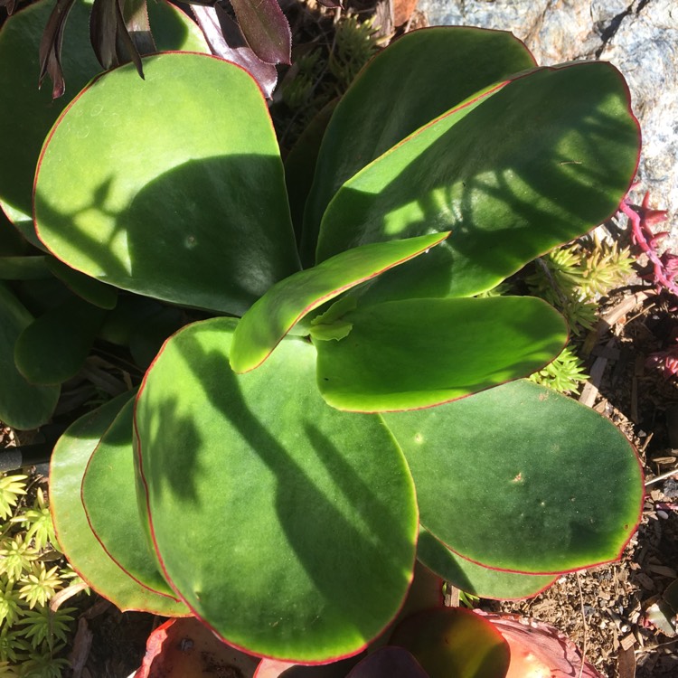 plant image 757873 plant image 757873