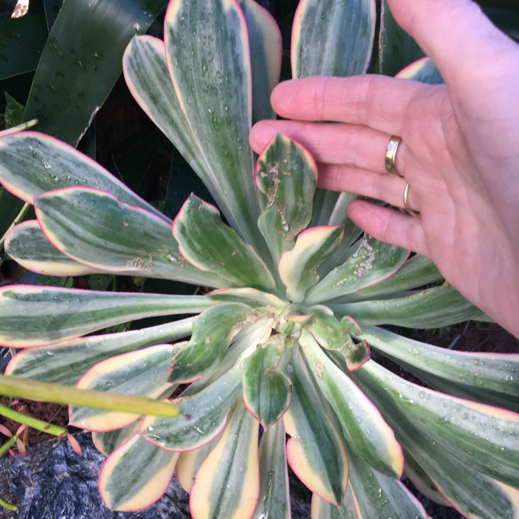 plant image 779342 plant image 779342