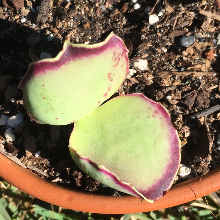 plant image 780493 plant image 780493