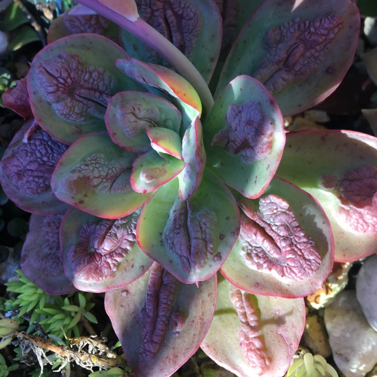 plant image 786584
