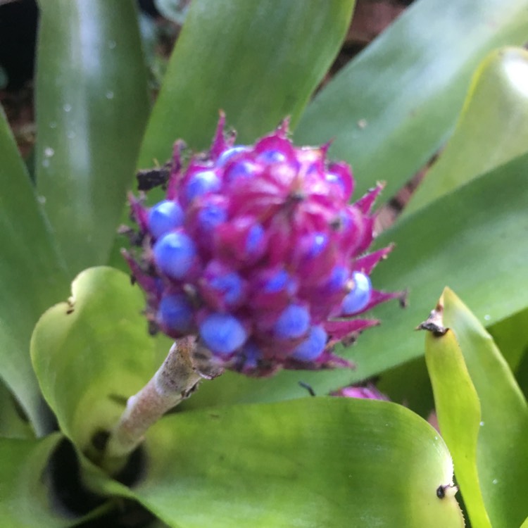 plant image 793543