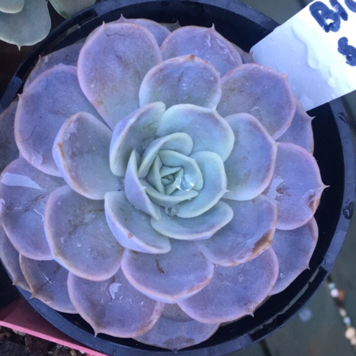 plant image 793640 plant image 793640