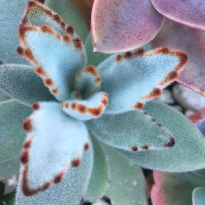 Kalanchoe tomentosa