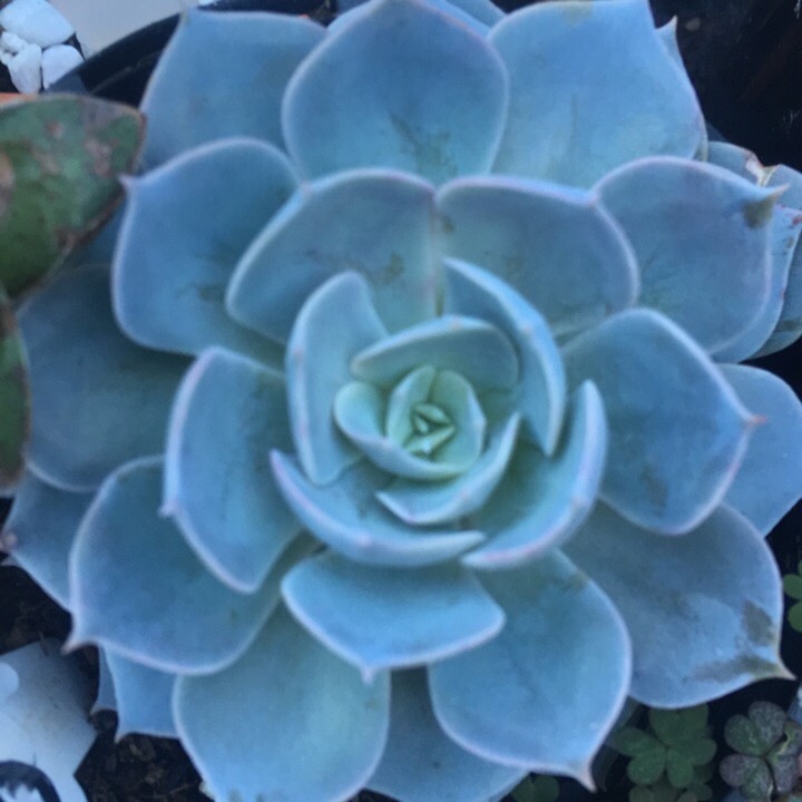 plant image 793647 plant image 793647
