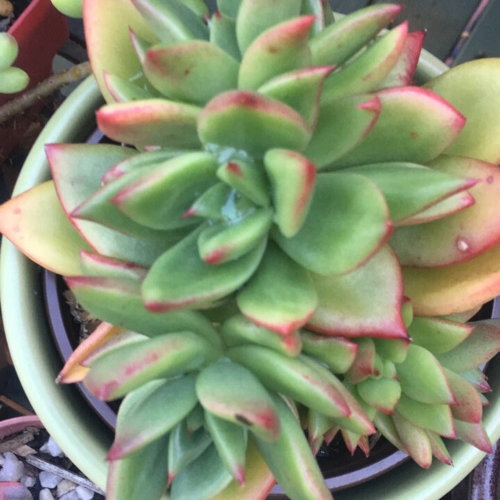 plant image 801395 plant image 801395