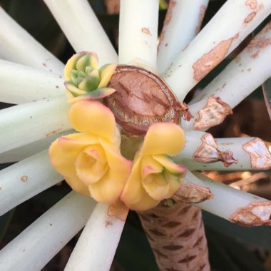 Aeonium Sunburst