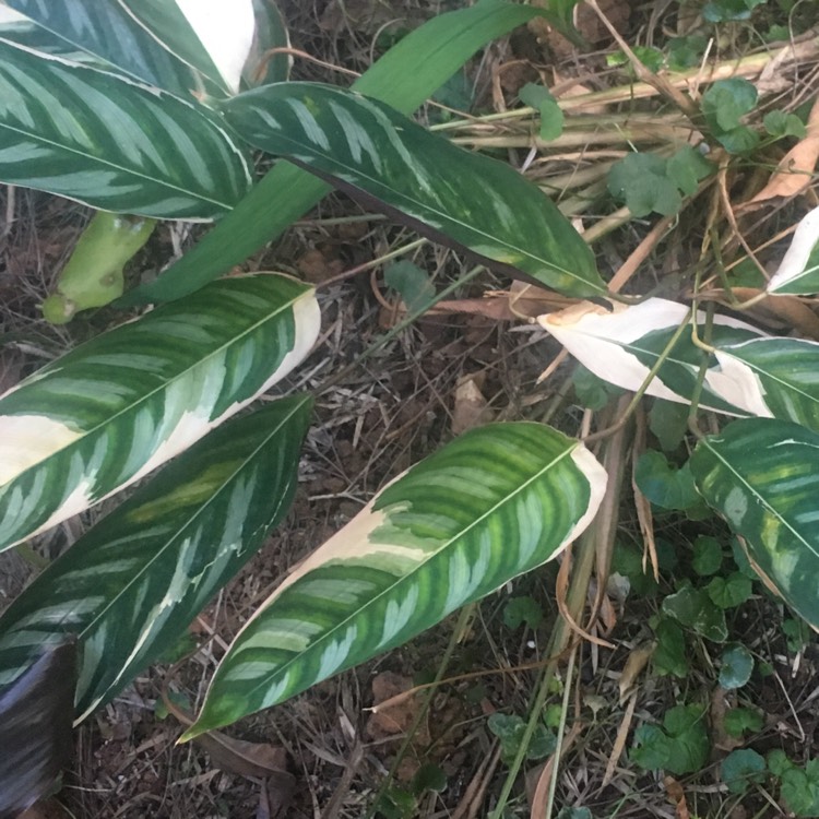 plant image 834049 plant image 834049