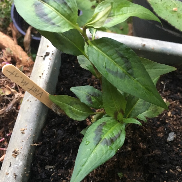 Plant image Persicaria odorata
