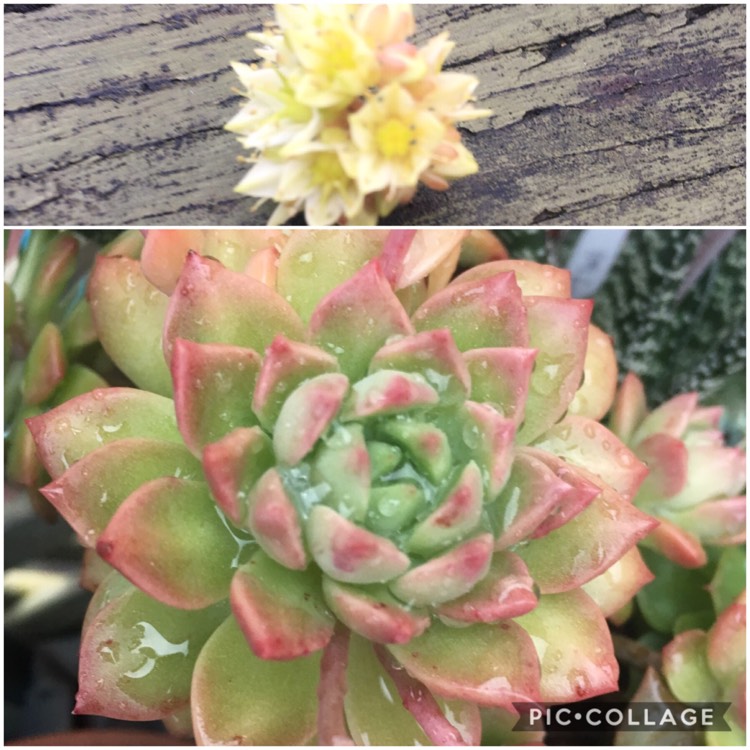 Plant image xSedeveria Maialen
