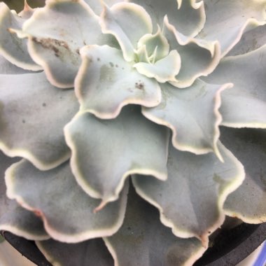 Echeveria Gunsyn