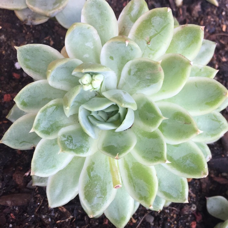 plant image 871455 plant image 871455