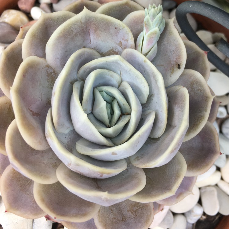 plant image 876568 plant image 876568