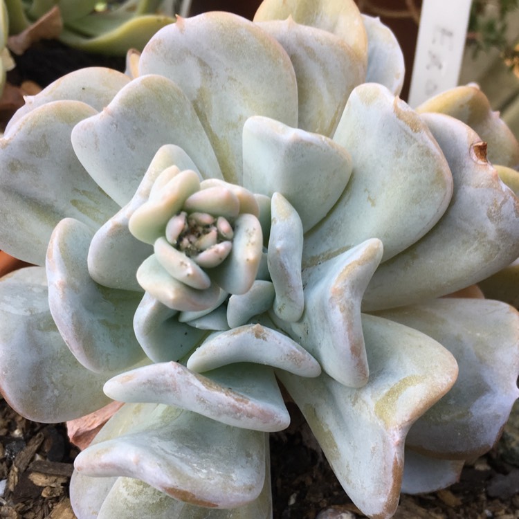 plant image 876573