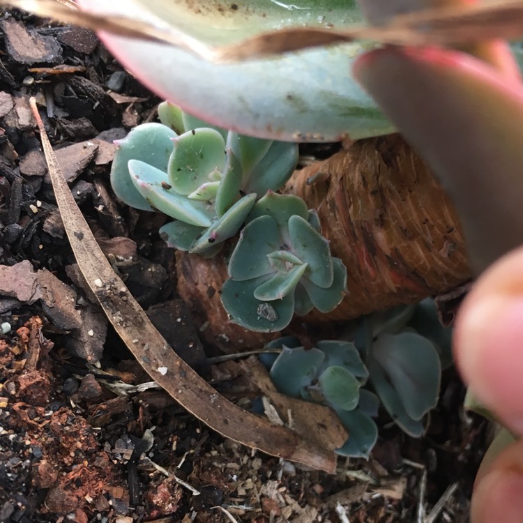 plant image 877403 plant image 877403