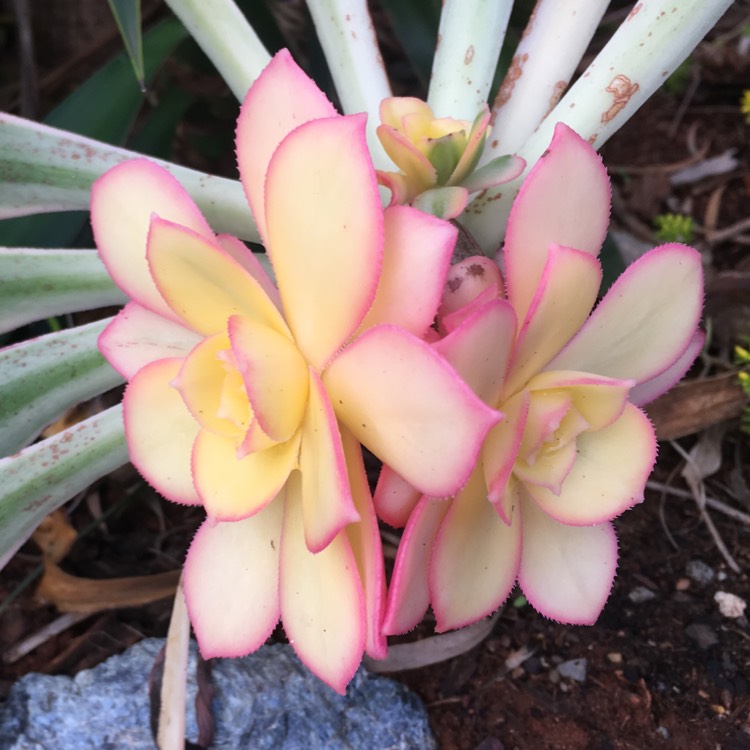 plant image 877404 plant image 877404
