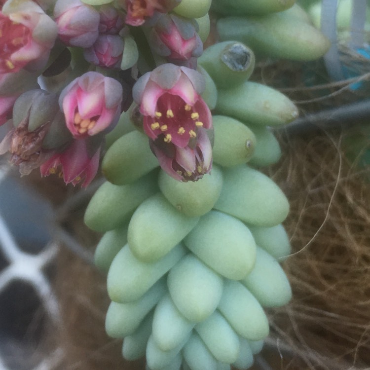 Plant image Sedum Burrito