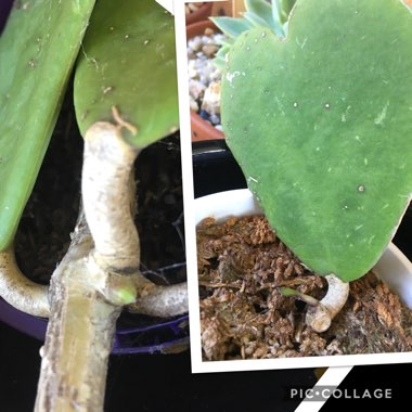 Hoya kerrii